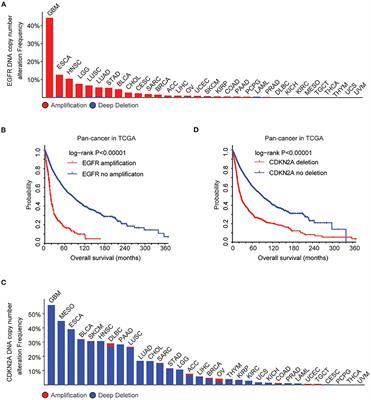 Frontiers | Analysis Of The EGFR Amplification And CDKN2A Deletion ...